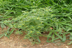 Blainvillea acmella